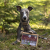 Whole Body Benefits of Raw Dog Food