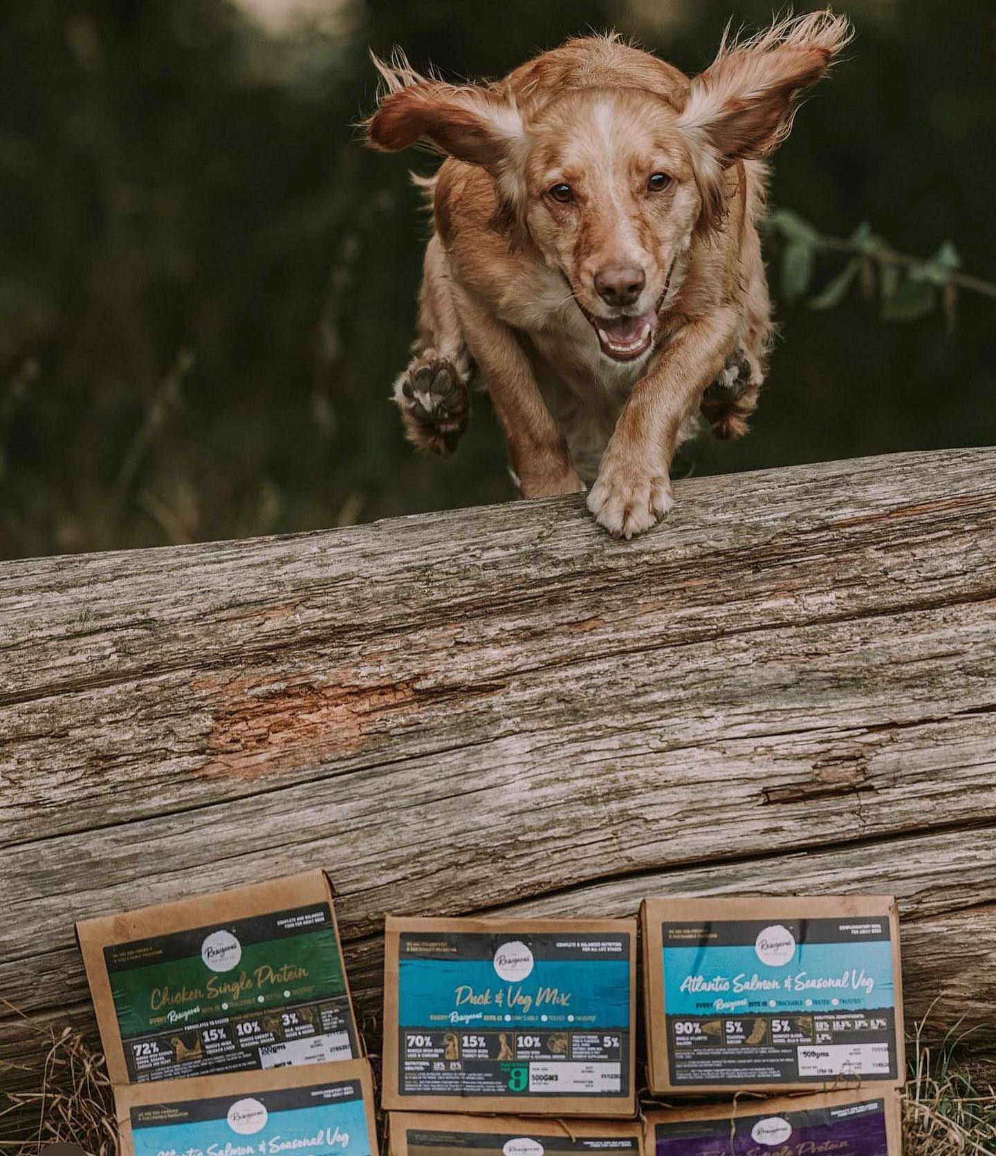 Raw Feeds For Working Dogs