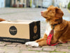 Optimal Nutrition: A Comprehensive Guide to Raw Food for Dogs