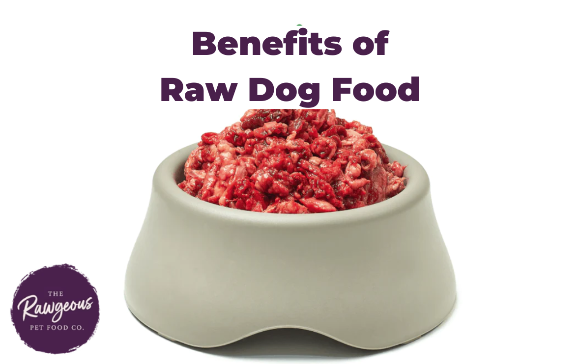 Benefits of Raw Dog Food - Rawgeous Pet Food