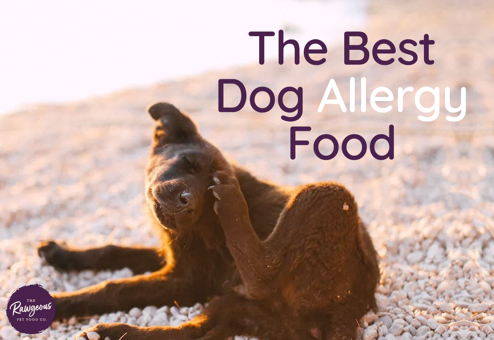 The Best Dog Allergy Food is Raw