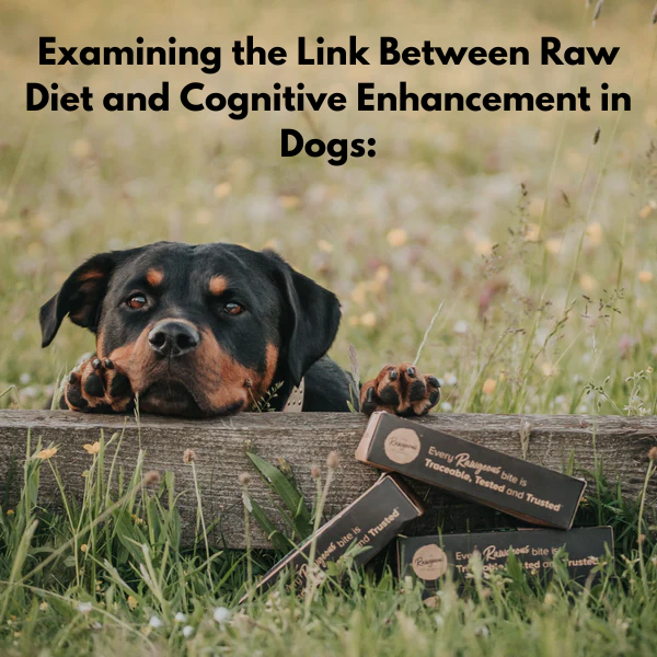 Examining the Link Between Raw Diet and Cognitive Enhancement in Dogs