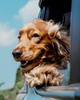 'Hypoallergenic' explained
