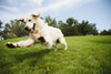 Raw Dog Food Subscription: The Solution for Sensitive Dogs
