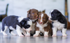 Feeding your puppy a raw diet