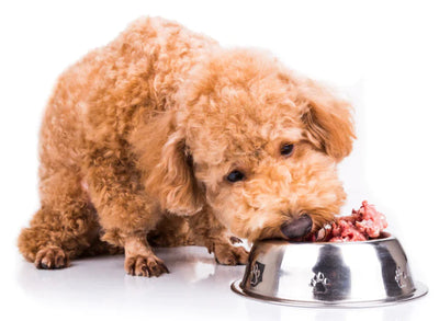Transitioning Your Dog Onto a Raw Diet