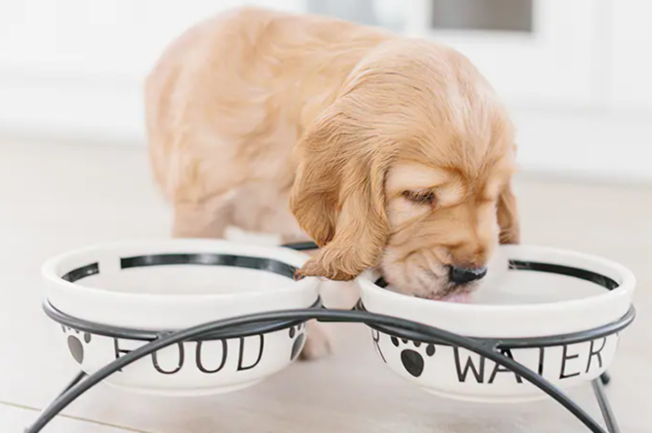 What Do Owners Need to Provide Their Dogs?