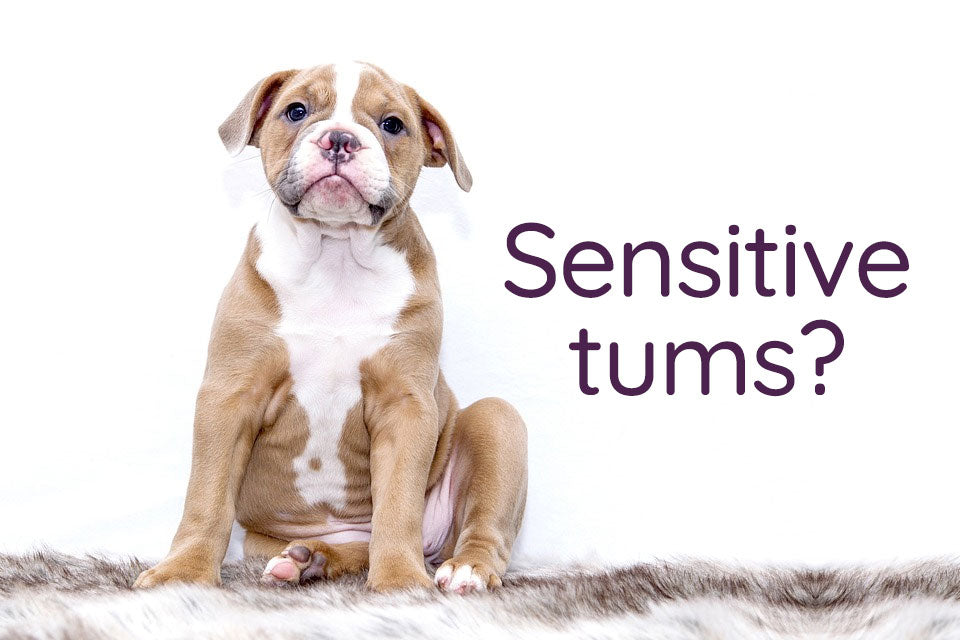 The Best Puppy Dog Food for Sensitive Stomachs