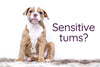 The Best Puppy Dog Food for Sensitive Stomachs