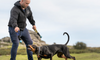 Solving Allergy Issues In Dogs