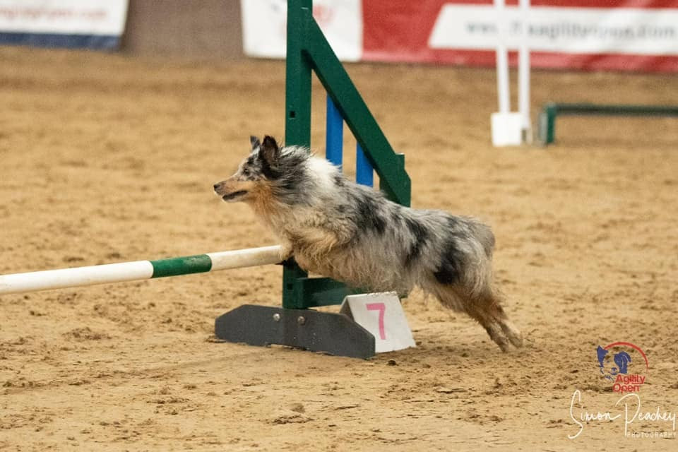 Champion Dogs Fuelled On Rawgeous