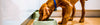 Dog Raw Food Calculator - How Much Raw Food To Feed Dogs