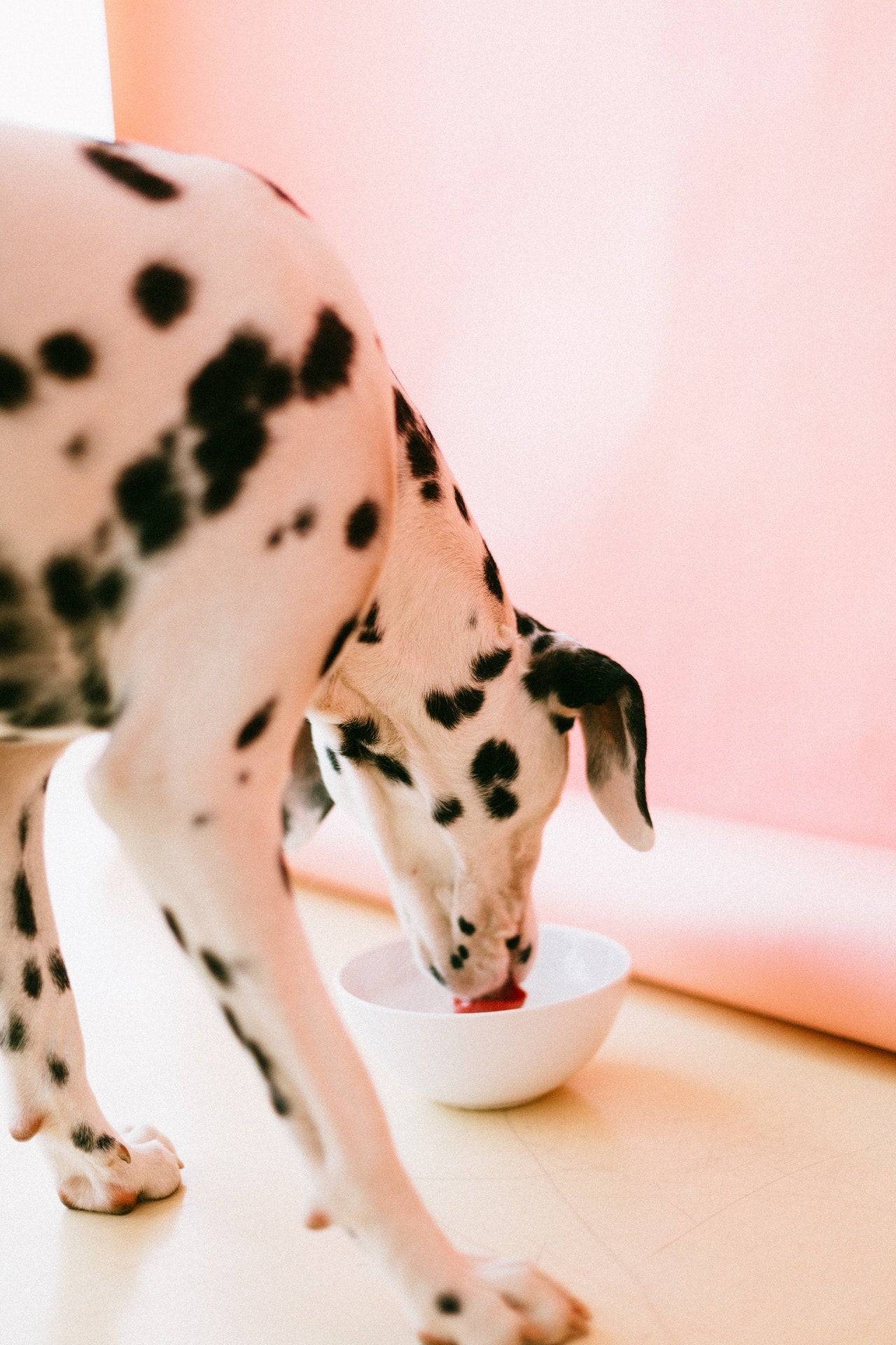 Is Raw Food Good For Dogs? Busting The Myths