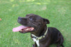 Celebrating National Dog Week: The Importance of a Healthy Diet & Top 10 Tips for a Happy Pup