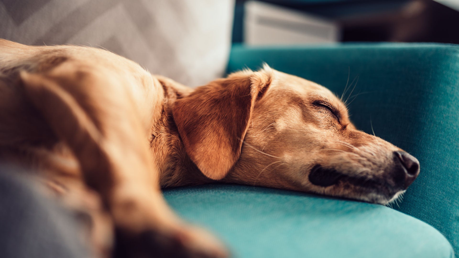 Low fat raw dog food sales